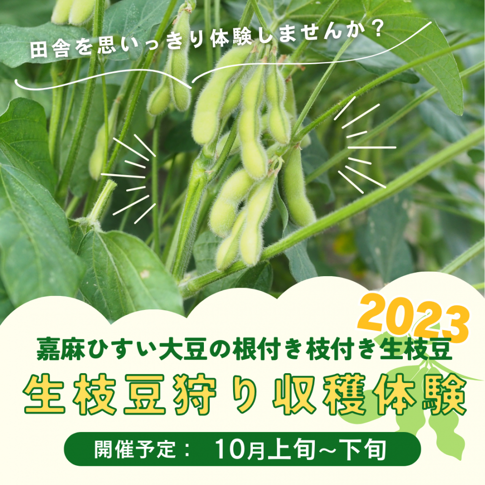 嘉麻ひすい生枝豆狩り収穫体験2023